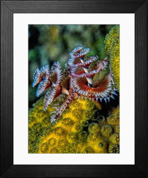Framed Print : Spirobranchus giganteus, commonly known as Christmas tree worms Framed Print : Spirobranchus giganteus, commonly known as Christmas tree worms