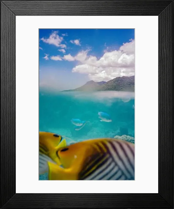 Framed Print : A vibrant underwater scene featuring a striped fish in the foreground with other fish Framed Print : A vibrant underwater scene featuring a striped fish in the foreground with other fish