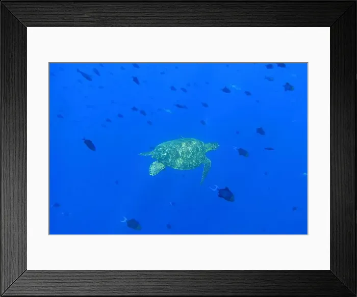 Framed Print : Indonesia Bunaken - Marine life Coral reef with tropical fish and sea turtle Framed Print : Indonesia Bunaken - Marine life Coral reef with tropical fish and sea turtle