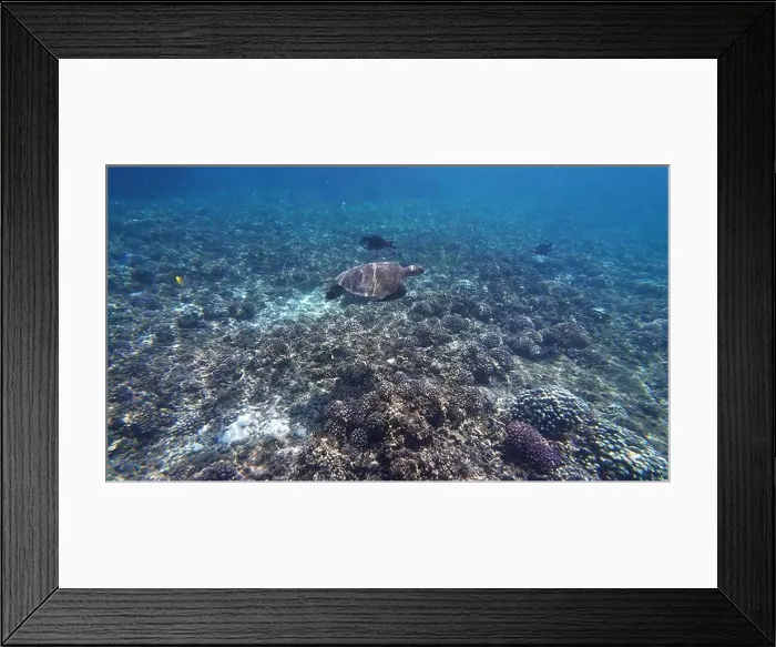 Framed Print : Photography of fish. turtle and corals in Oman near Muscat during spring sunny day Framed Print : Photography of fish. turtle and corals in Oman near Muscat during spring sunny day