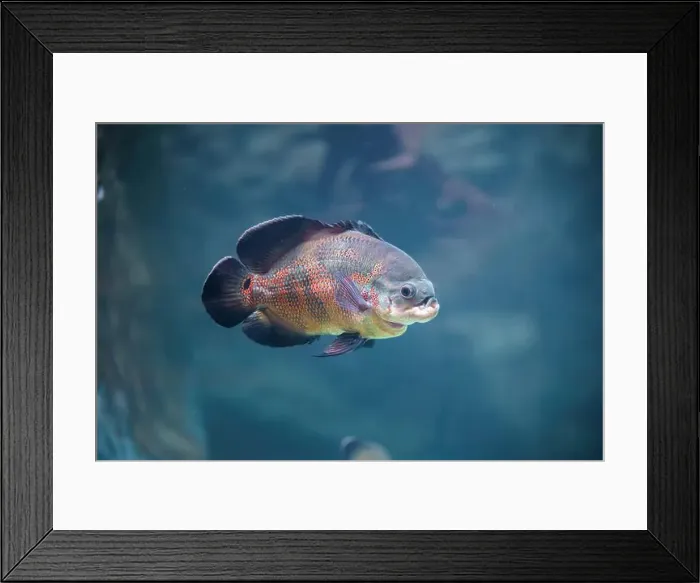 Framed Print : A fish swimming among various small objects in clear water Framed Print : A fish swimming among various small objects in clear water