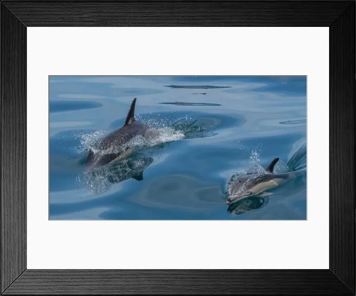 Framed Print : A scenic view of a group of dolphins swimming in the sea Framed Print : A scenic view of a group of dolphins swimming in the sea