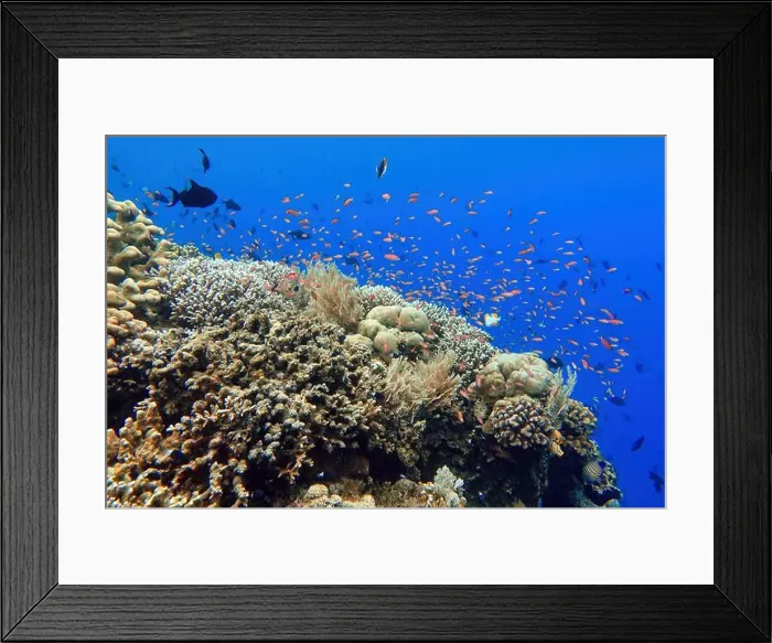Framed Print : Indonesia Bunaken - Marine life Coral reef with tropical fish Framed Print : Indonesia Bunaken - Marine life Coral reef with tropical fish