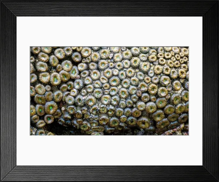 Framed Print : Zoanthus sp. Zoanthus is a genus of anthozoans in the family Zoanthidae Framed Print : Zoanthus sp. Zoanthus is a genus of anthozoans in the family Zoanthidae