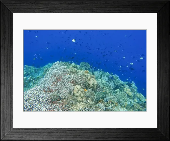Framed Print : Indonesia Bunaken - Marine life Coral reef with tropical fish Framed Print : Indonesia Bunaken - Marine life Coral reef with tropical fish