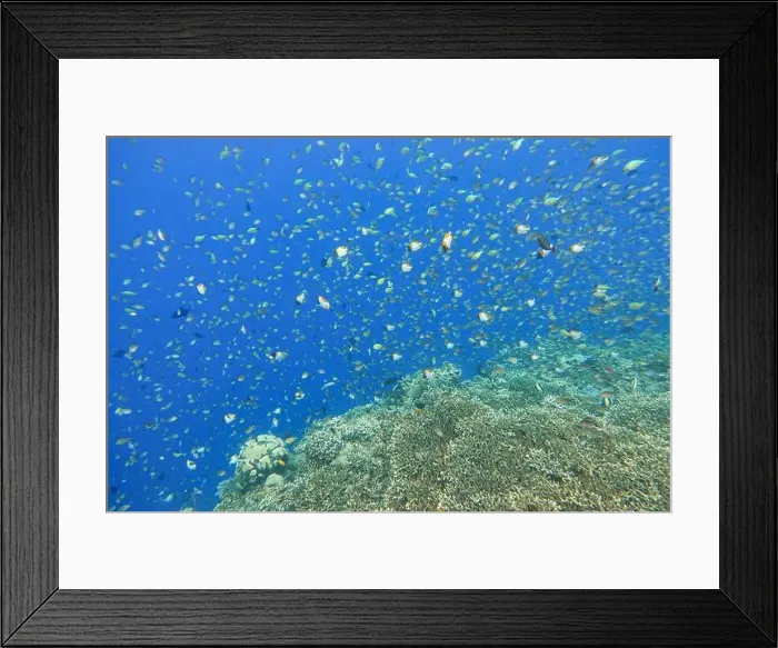 Framed Print : Indonesia Bunaken - Marine life Coral reef with tropical fish Framed Print : Indonesia Bunaken - Marine life Coral reef with tropical fish