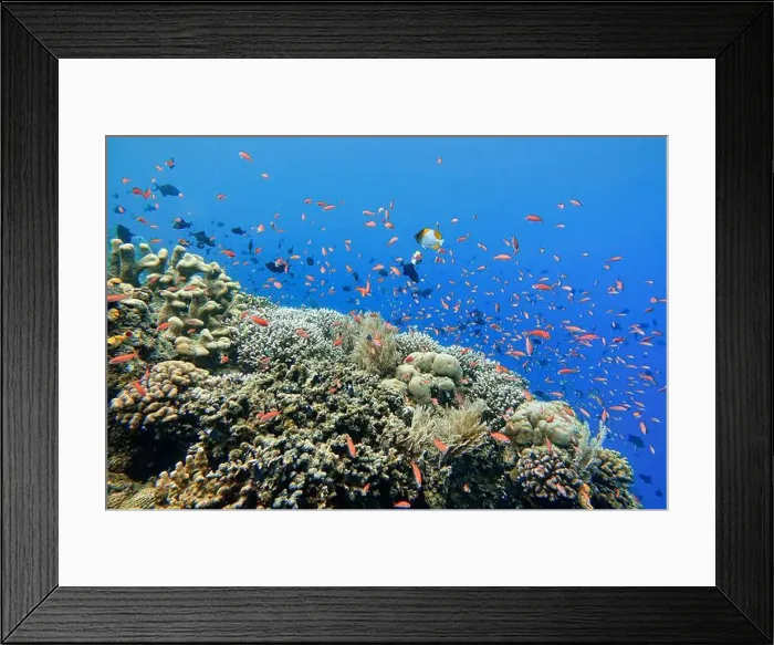 Framed Print : Indonesia Bunaken - Marine life Coral reef with tropical fish Framed Print : Indonesia Bunaken - Marine life Coral reef with tropical fish