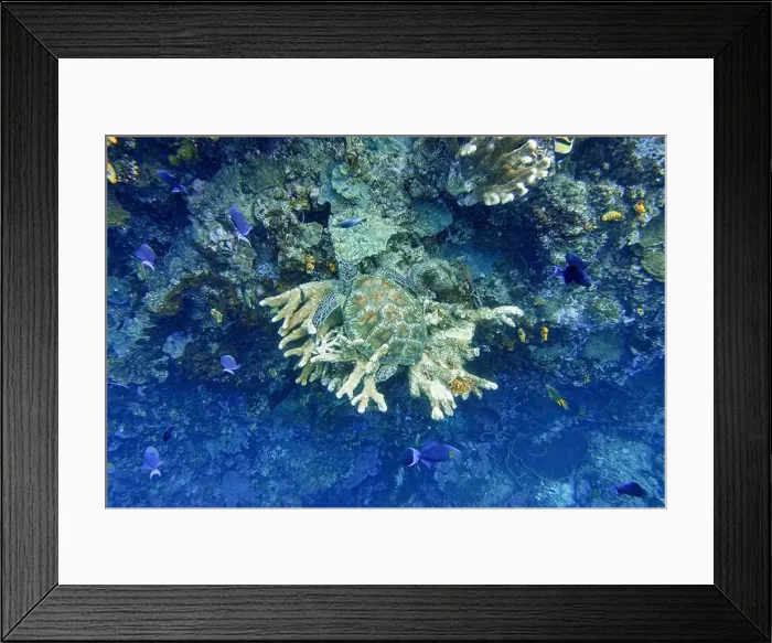 Framed Print : Indonesia Bunaken - Marine life Coral reef with tropical fish and sea turtle Framed Print : Indonesia Bunaken - Marine life Coral reef with tropical fish and sea turtle
