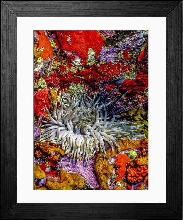 Framed Print : Caribbean coral reef at night off the coast of the island of Bonaire Framed Print : Caribbean coral reef at night off the coast of the island of Bonaire