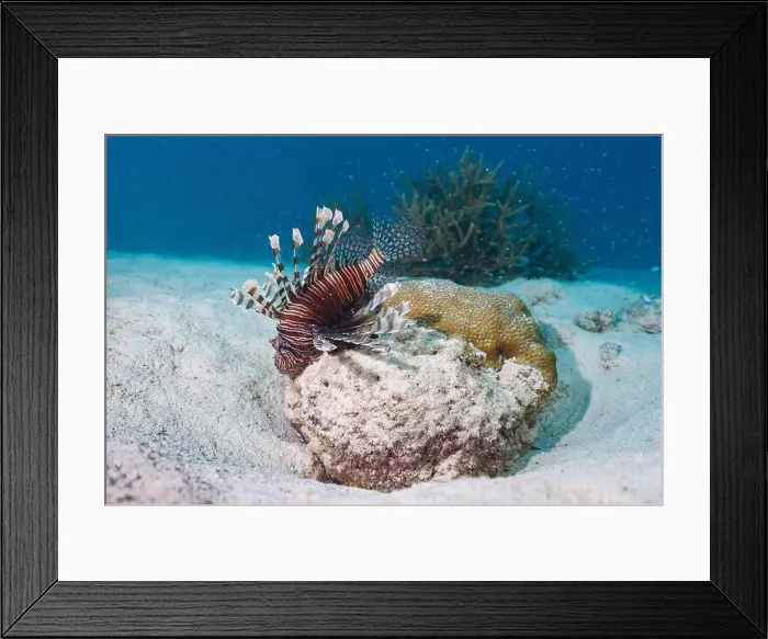 Framed Print : A lionfish perched on a rock underwater Framed Print : A lionfish perched on a rock underwater