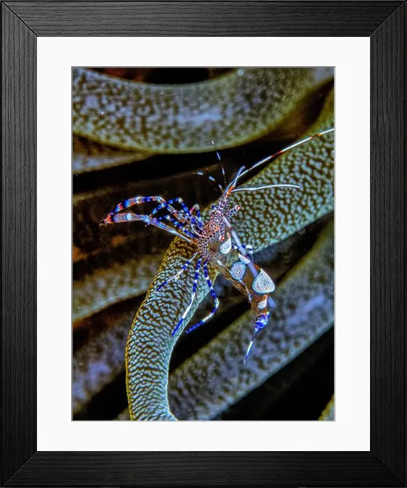 Framed Print : spotted cleaner shrimp, Periclimenes yucatanicus, is a kind of cleaner shrimp common to the Caribbean Sea Framed Print : spotted cleaner shrimp, Periclimenes yucatanicus, is a kind of cleaner shrimp common to the Caribbean Sea