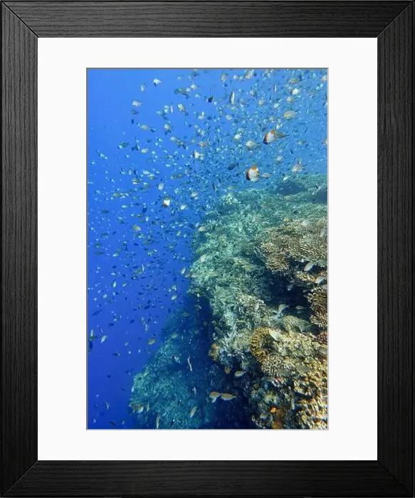 Framed Print : Indonesia Bunaken - Marine life Coral reef with tropical fish Framed Print : Indonesia Bunaken - Marine life Coral reef with tropical fish