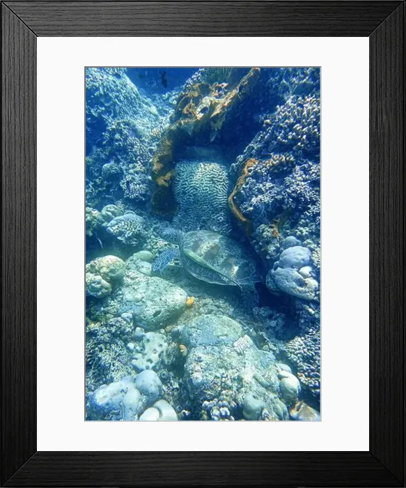 Framed Print : Indonesia Bunaken - Marine life Coral reef with tropical fish and sea turtle Framed Print : Indonesia Bunaken - Marine life Coral reef with tropical fish and sea turtle