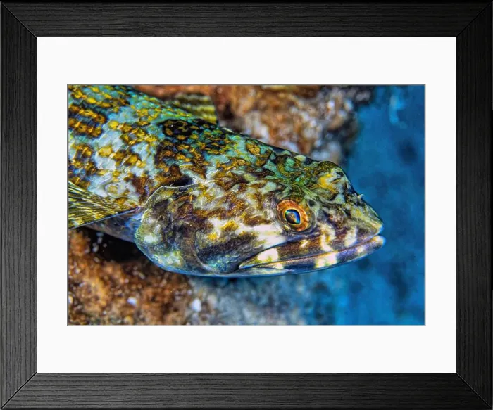 Framed Print : Synodus intermedius, the common sand diver is a species of fish in the lizardfish family Framed Print : Synodus intermedius, the common sand diver is a species of fish in the lizardfish family