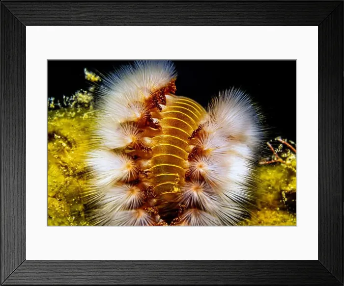 Framed Print : Hermodice carunculata, the bearded fireworm, is a type of marine bristleworm belonging to the Amphinomidae family Framed Print : Hermodice carunculata, the bearded fireworm, is a type of marine bristleworm belonging to the Amphinomidae family