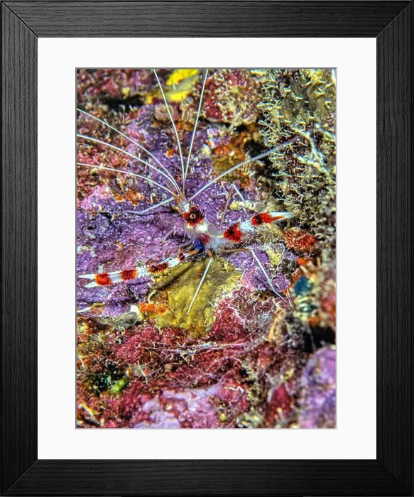 Framed Print : Stenopus hispidus is a shrimp-like decapod crustacean belonging to the infraorder Stenopodidea Framed Print : Stenopus hispidus is a shrimp-like decapod crustacean belonging to the infraorder Stenopodidea