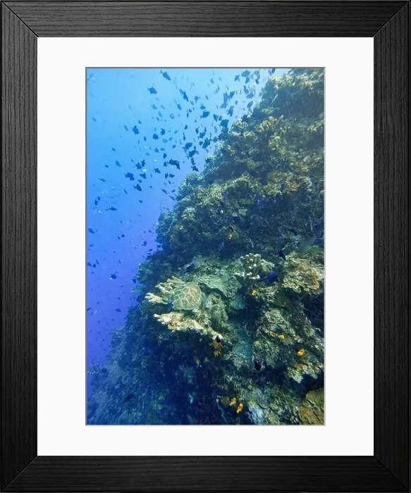 Framed Print : Indonesia Bunaken - Marine life Coral reef with tropical fish and sea turtle Framed Print : Indonesia Bunaken - Marine life Coral reef with tropical fish and sea turtle