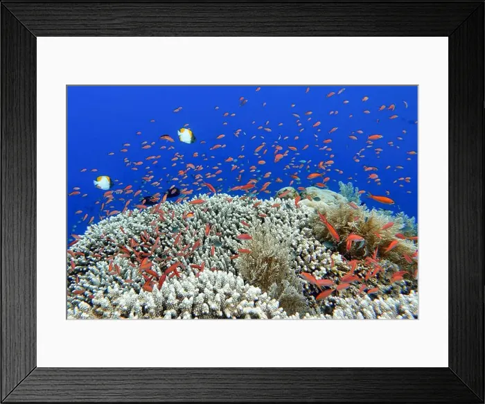 Framed Print : Indonesia Bunaken - Marine life Coral reef with tropical fish Framed Print : Indonesia Bunaken - Marine life Coral reef with tropical fish