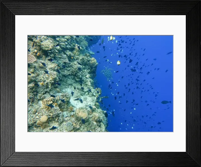 Framed Print : Indonesia Bunaken - Marine life Coral reef with tropical fish and sea turtle Framed Print : Indonesia Bunaken - Marine life Coral reef with tropical fish and sea turtle