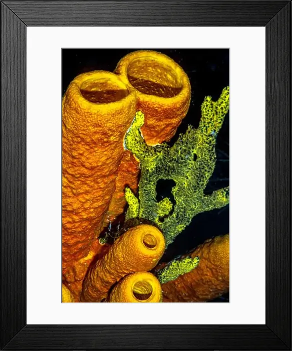 Framed Print : Aplysina fistularis, also known as the yellow tube sponge is a species of sea sponge in the order Verongiida Framed Print : Aplysina fistularis, also known as the yellow tube sponge is a species of sea sponge in the order Verongiida