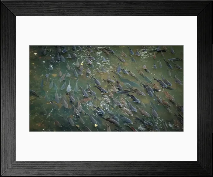 Framed Print : A school of fish swimming closely together in the water