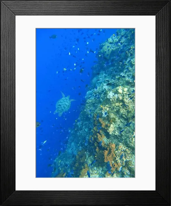 Framed Print : Indonesia Bunaken - Marine life Coral reef with tropical fish and sea turtle Framed Print : Indonesia Bunaken - Marine life Coral reef with tropical fish and sea turtle