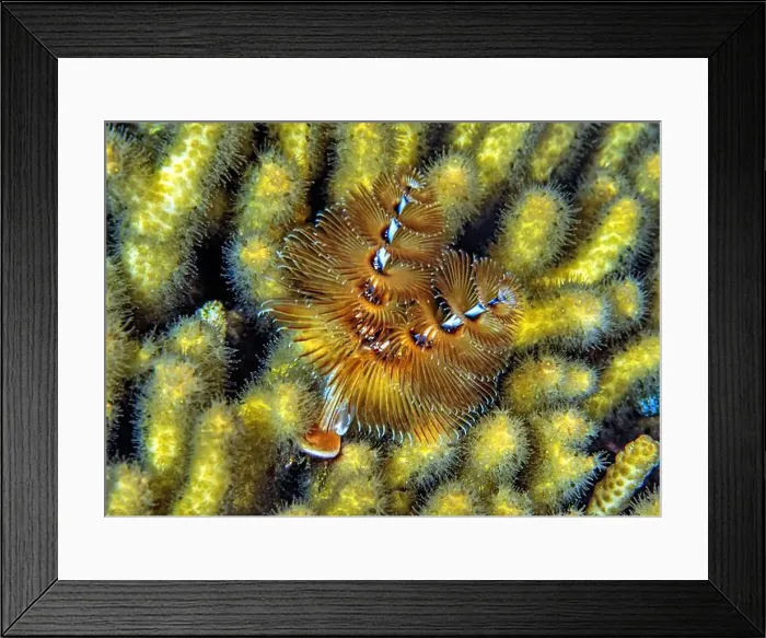 Framed Print : Spirobranchus giganteus, commonly known as Christmas tree worms Framed Print : Spirobranchus giganteus, commonly known as Christmas tree worms