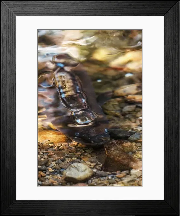 Framed Print : An image of a New Zealand Long Fin Eel swimming in a stream Framed Print : An image of a New Zealand Long Fin Eel swimming in a stream