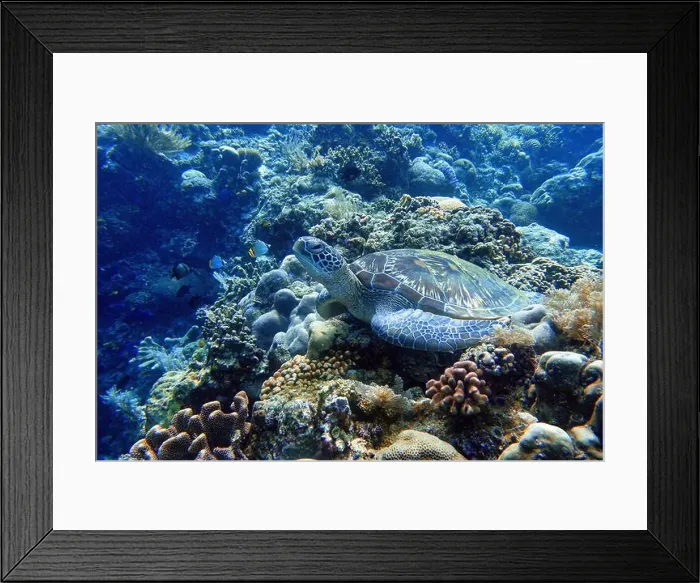 Framed Print : Indonesia Bunaken - Marine life Coral reef with tropical fish and sea turtle Framed Print : Indonesia Bunaken - Marine life Coral reef with tropical fish and sea turtle