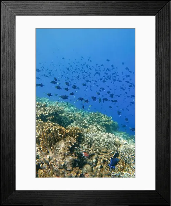 Framed Print : Indonesia Bunaken - Marine life Coral reef with tropical fish Framed Print : Indonesia Bunaken - Marine life Coral reef with tropical fish