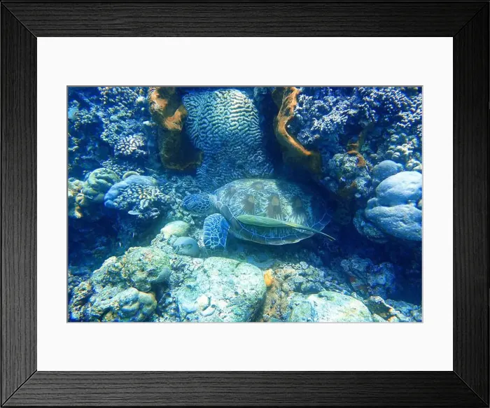 Framed Print : Indonesia Bunaken - Marine life Coral reef with tropical fish and sea turtle Framed Print : Indonesia Bunaken - Marine life Coral reef with tropical fish and sea turtle