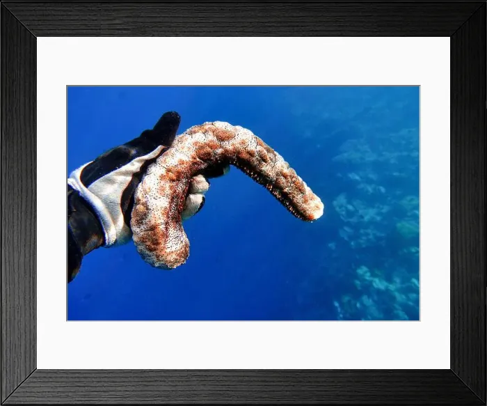 Framed Print : Indonesia Bunaken - Marine life Coral reef with Sea cucumber Framed Print : Indonesia Bunaken - Marine life Coral reef with Sea cucumber