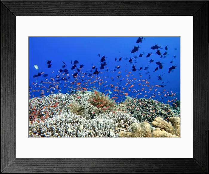 Framed Print : Indonesia Bunaken - Marine life Coral reef with tropical fish Framed Print : Indonesia Bunaken - Marine life Coral reef with tropical fish