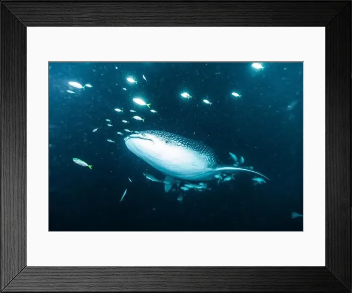 Framed Print : A whale shark surrounded by fish in the deep ocean Framed Print : A whale shark surrounded by fish in the deep ocean