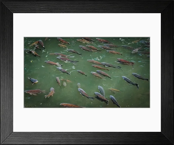 Framed Print : A school of fish swimming in clear water on a sunny day Framed Print : A school of fish swimming in clear water on a sunny day