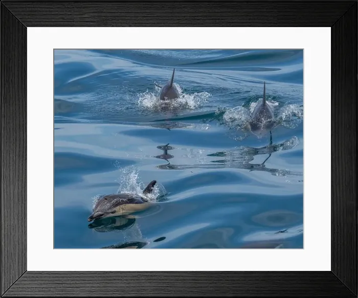 Framed Print : A scenic view of a group of dolphins swimming in the sea Framed Print : A scenic view of a group of dolphins swimming in the sea