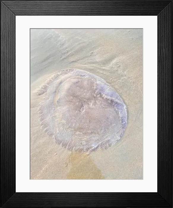 Framed Print : A closeup of a jellyfish on the beach Framed Print : A closeup of a jellyfish on the beach