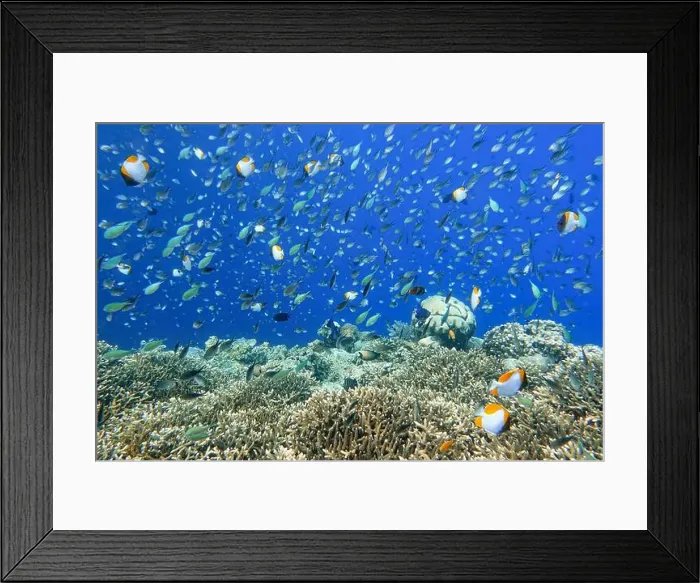 Framed Print : Indonesia Bunaken - Marine life Coral reef with tropical fish Framed Print : Indonesia Bunaken - Marine life Coral reef with tropical fish