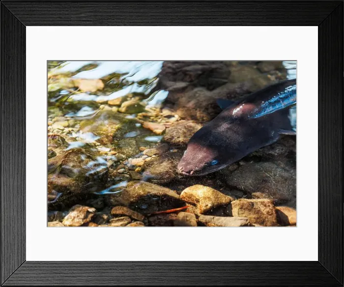 Framed Print : An image of a New Zealand Long Fin Eel swimming in a stream Framed Print : An image of a New Zealand Long Fin Eel swimming in a stream
