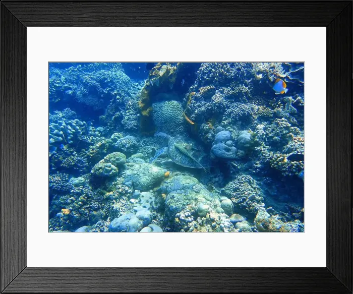 Framed Print : Indonesia Bunaken - Marine life Coral reef with tropical fish and sea turtle Framed Print : Indonesia Bunaken - Marine life Coral reef with tropical fish and sea turtle