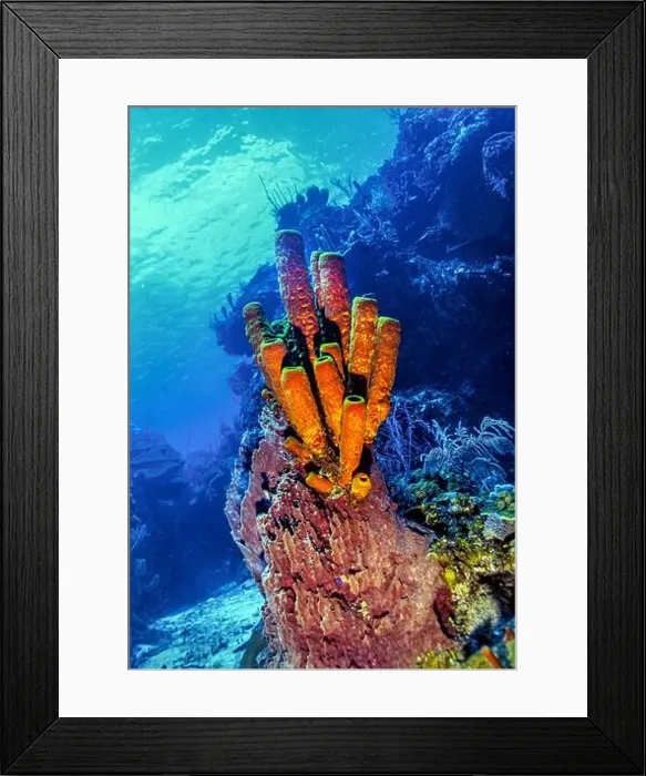 Framed Print : Aplysina fistularis, also known as the yellow tube sponge is a species of sea sponge in the order Verongiida Framed Print : Aplysina fistularis, also known as the yellow tube sponge is a species of sea sponge in the order Verongiida