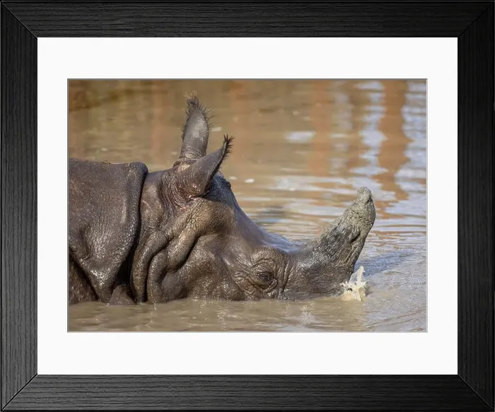 Framed Print : An Indian rhinoceros submerged blowing bubbles underwater