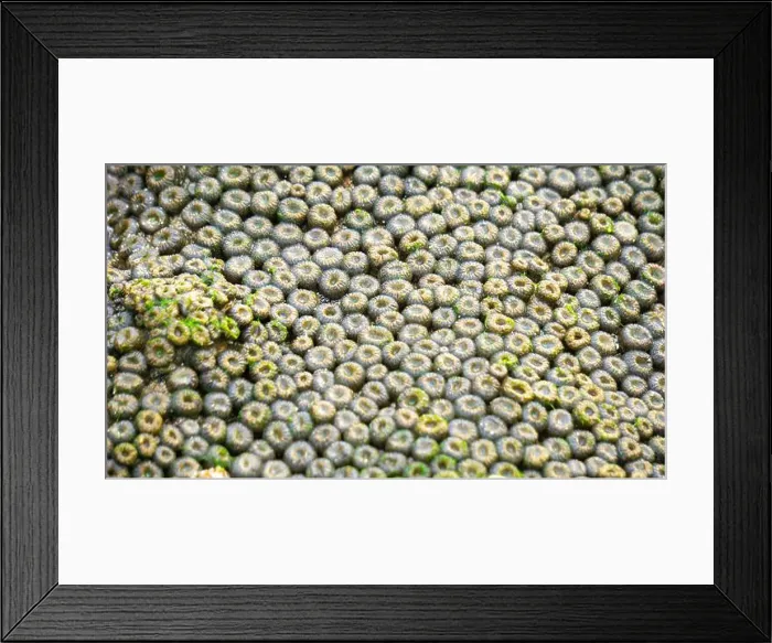 Framed Print : Zoanthus sp. Zoanthus is a genus of anthozoans in the family Zoanthidae Framed Print : Zoanthus sp. Zoanthus is a genus of anthozoans in the family Zoanthidae
