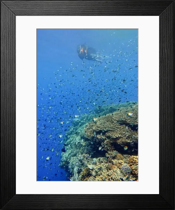 Framed Print : Indonesia Bunaken - Marine life Coral reef with tropical fish Framed Print : Indonesia Bunaken - Marine life Coral reef with tropical fish
