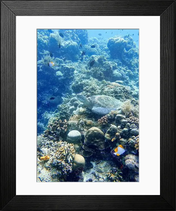 Framed Print : Indonesia Bunaken - Marine life Coral reef with tropical fish and sea turtle