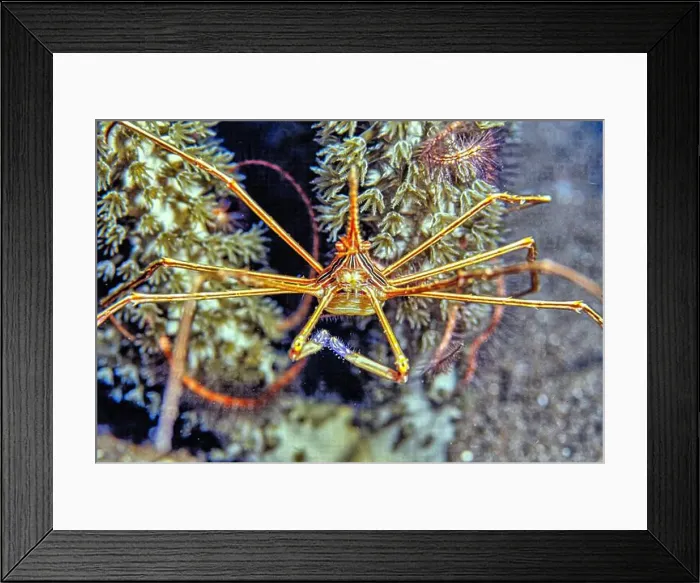 Framed Print : Stenorhynchus seticornis, the yellowline arrow crab or simply arrow crab, is a species of marine crab Framed Print : Stenorhynchus seticornis, the yellowline arrow crab or simply arrow crab, is a species of marine crab