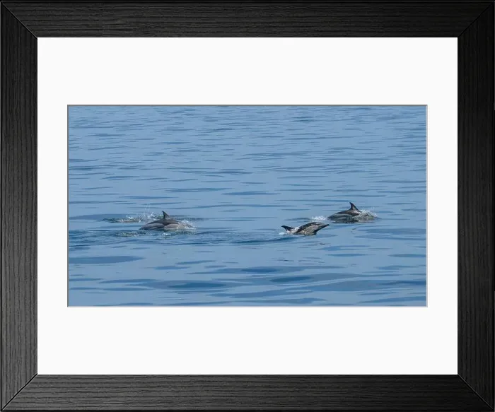 Framed Print : A scenic view of a group of dolphins swimming in the sea Framed Print : A scenic view of a group of dolphins swimming in the sea
