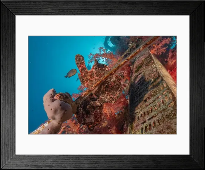 Framed Print : Frogfish swim in the Red Sea, colorful fish, Eilat Israel Framed Print : Frogfish swim in the Red Sea, colorful fish, Eilat Israel