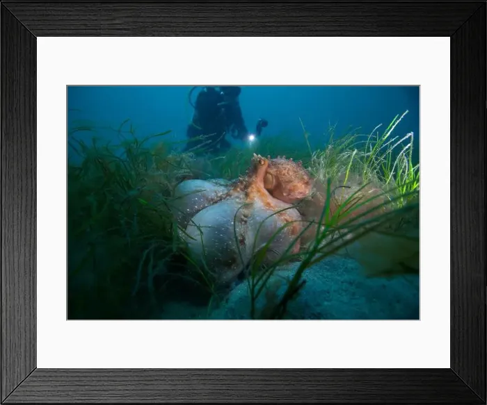 Framed Print : Octopus hunting for food on sand reef Framed Print : Octopus hunting for food on sand reef