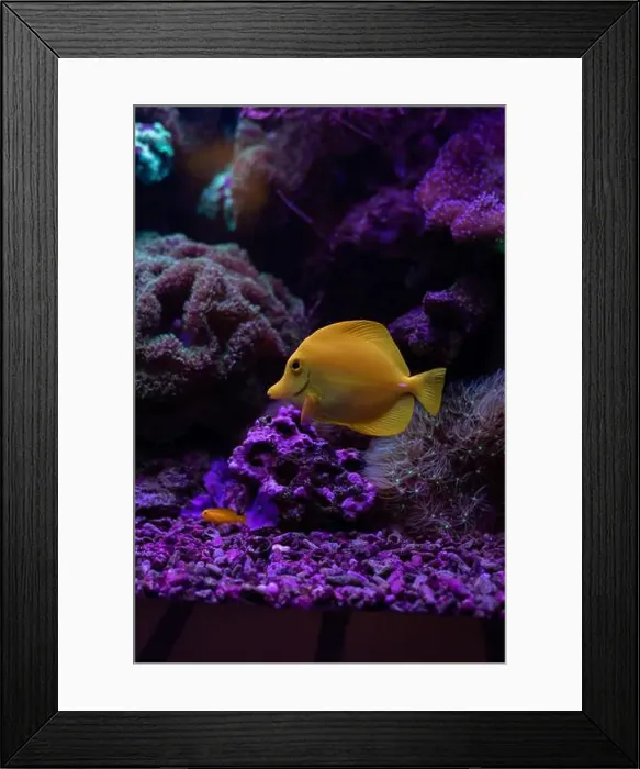 Framed Print : Yellow fish in the aquarium.Underwater world of the ocean. High quality photo Framed Print : Yellow fish in the aquarium.Underwater world of the ocean. High quality photo